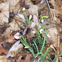 Snowdrops