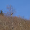 Hawk
