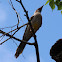 Red Wattlebird