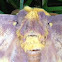 Imperial Moth