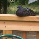 Rock dove