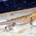 Rosebelly Lizard