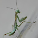 Baby Praying Mantis