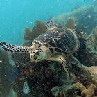 Hawksbill sea turtle