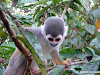 Paquete Amazonia