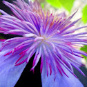 Clematis