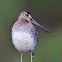 Wilson's Snipe