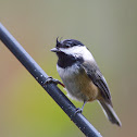 Black-capped chickadee