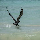 Pelican