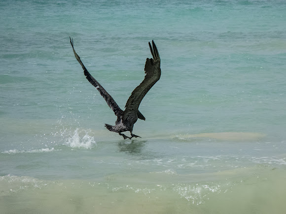 Spotting Image 1