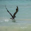 Pelican