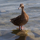 Stockente weiblich