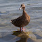 Stockente weiblich