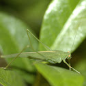 Bush Cricket or Leaf Katydid