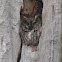 Eastern Screech Owl