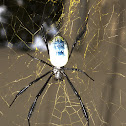 Black-legged nephila