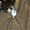 Black-legged nephila