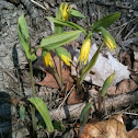 Bellwort