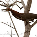 Hocó colorado (Rufescent tiger-heron)