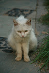 IMG_5170.jpg