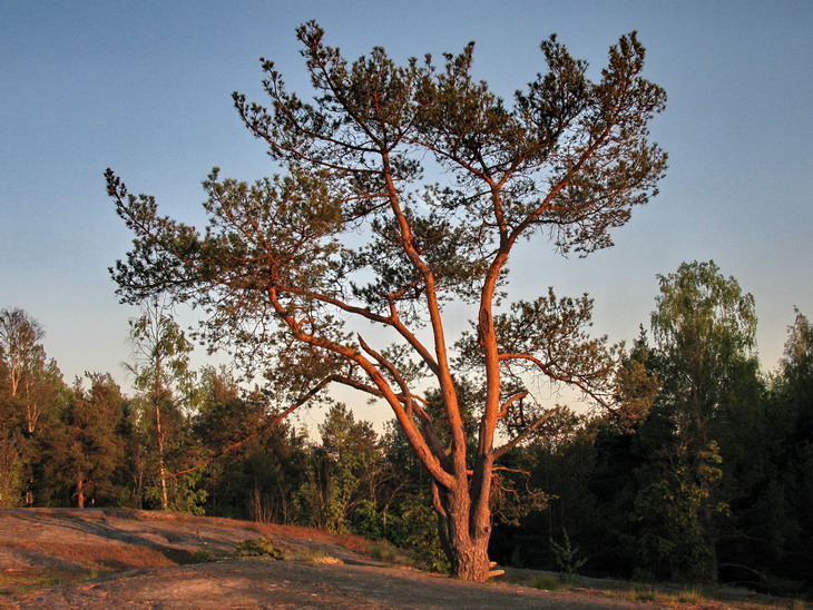 Scots pine