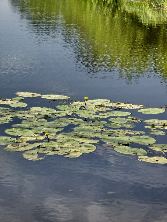 Spatterdock
