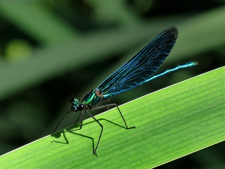 Beautiful demoiselle
