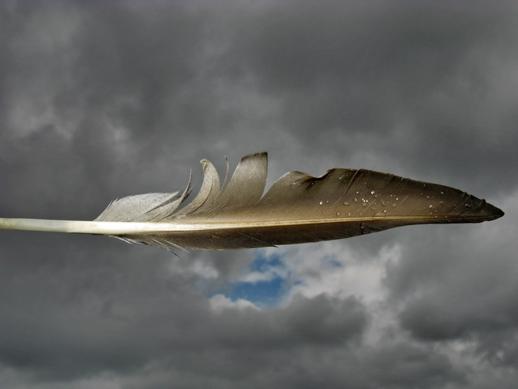 feather