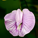 Butterfly Pea