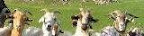 Nanny Goats In Panties