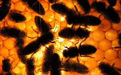 [bienen[2].jpg]