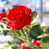 Red Blur Red Blur