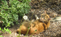 Itchy was taking a nap before I started bothering him.