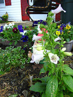 And we seem to have a gnome infestation as well.