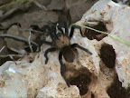 face-eating tarantula