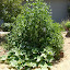 Marko's Frontyard garden