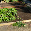 Extended the raised bed today and planted it with more Romaine