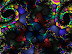 Fractal Art