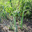 Leeks