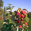 Heritage Raspberry