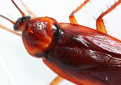 [cockroach[2].jpg]