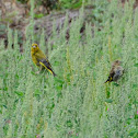 European Greenfinch, verderón