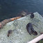 Nutria