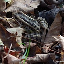 Pickerel Frog