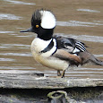 Breeding Birds of BC