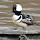 Breeding Birds of BC