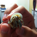 Land hermit crab 