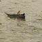 Mudskipper