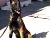 Exelentes Cachorros Pastor Belga Malinois