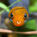 Red headed gecko